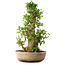 Acer buergerianum, 63 cm, ± 35 años, con un nebari de 19,5 cm