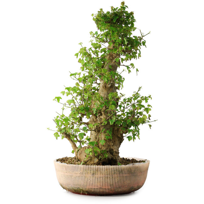 Acer buergerianum, 63 cm, ± 35 jaar oud, met een nebari van 19,5 cm