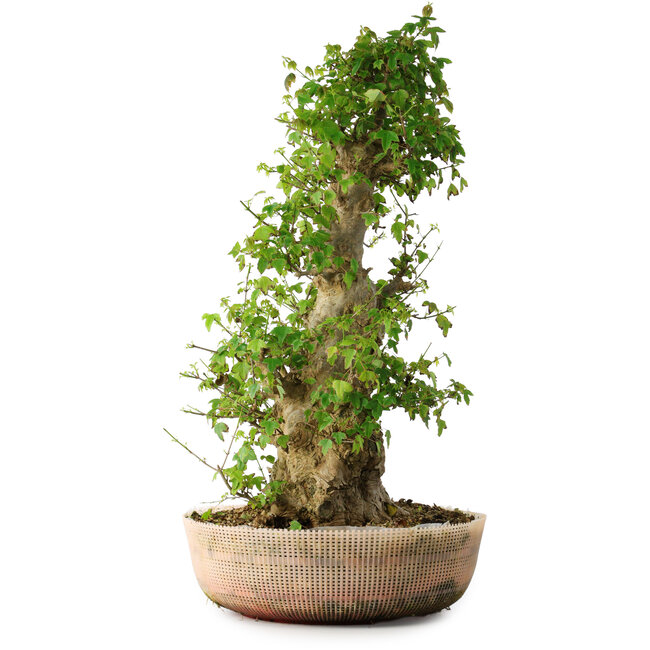 Acer buergerianum, 63 cm, ± 35 jaar oud, met een nebari van 19,5 cm