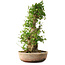 Acer buergerianum, 63 cm, ± 35 años, con un nebari de 19,5 cm