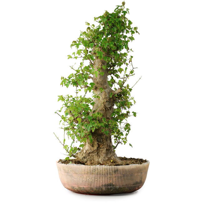Acer buergerianum, 63 cm, ± 35 years old, with a nebari of 19,5 cm