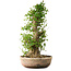 Acer buergerianum, 63 cm, ± 35 años, con un nebari de 19,5 cm