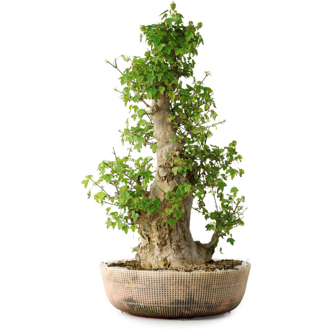 Acer buergerianum, 63 cm, ± 35 ans, avec un nebari de 19,5 cm