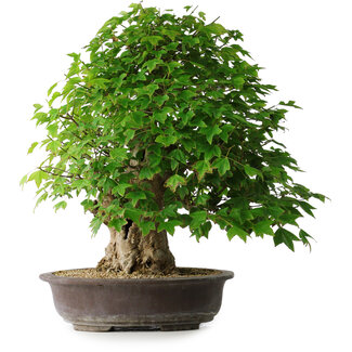 Acer buergerianum, 54 cm, ± 35 anni