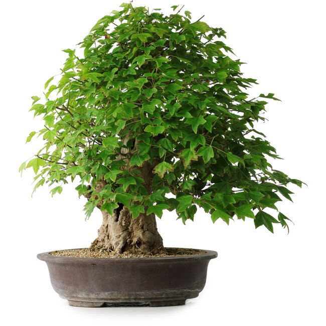 Acer buergerianum, 54 cm, ± 35 años, con un nebari de 17,5 cm