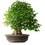 Acer buergerianum, 54 cm, ± 35 años, con un nebari de 17,5 cm