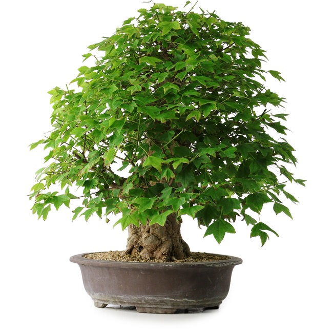 Acer buergerianum, 54 cm, ± 35 jaar oud, met een nebari van 17,5 cm