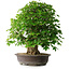 Acer buergerianum, 54 cm, ± 35 años, con un nebari de 17,5 cm