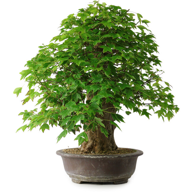 Acer buergerianum, 54 cm, ± 35 años, con un nebari de 17,5 cm