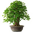 Acer buergerianum, 54 cm, ± 35 años, con un nebari de 17,5 cm
