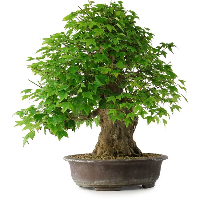 Acer buergerianum, 54 cm, ± 35 anni, con un nebari di 17,5 cm