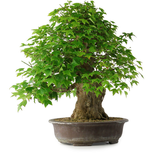 Acer buergerianum, 54 cm, ± 35 jaar oud, met een nebari van 17,5 cm