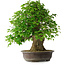 Acer buergerianum, 54 cm, ± 35 años, con un nebari de 17,5 cm