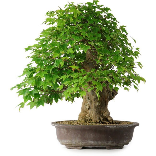 Acer buergerianum, 54 cm, ± 35 años, con un nebari de 17,5 cm