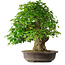 Acer buergerianum, 54 cm, ± 35 años, con un nebari de 17,5 cm