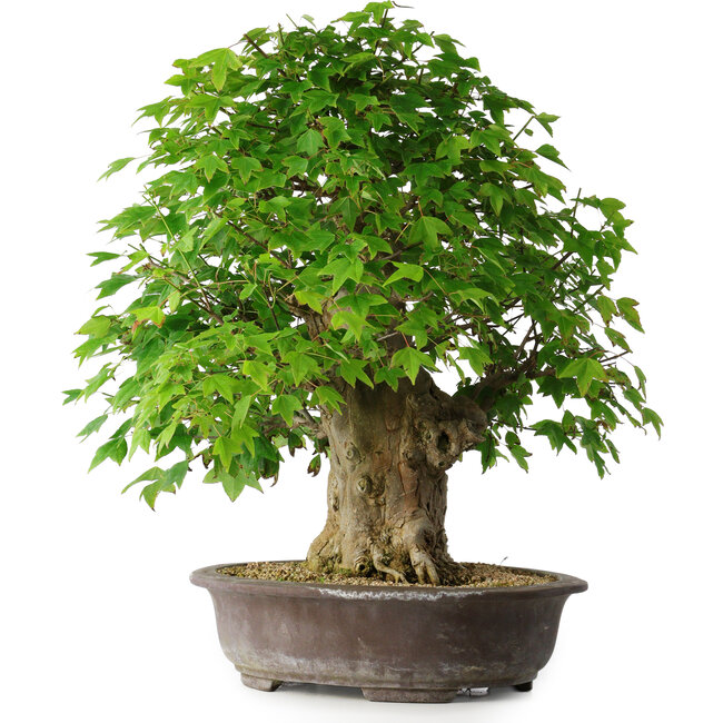 Acer buergerianum, 54 cm, ± 35 jaar oud, met een nebari van 17,5 cm