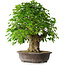 Acer buergerianum, 54 cm, ± 35 años, con un nebari de 17,5 cm