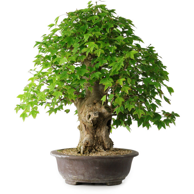 Acer buergerianum, 54 cm, ± 35 jaar oud, met een nebari van 17,5 cm