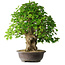 Acer buergerianum, 54 cm, ± 35 años, con un nebari de 17,5 cm