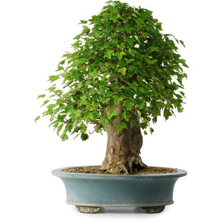 Acer buergerianum, 53 cm, ± 35 años