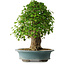 Acer buergerianum, 53 cm, ± 35 años, con un nebari de 16 cm