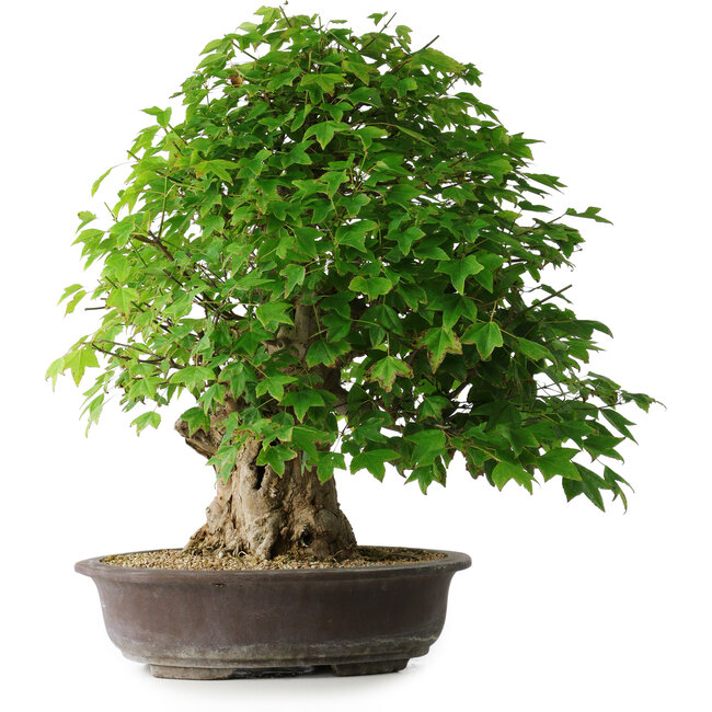 Acer buergerianum, 54 cm, ± 35 ans, avec un nebari de 17,5 cm