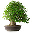 Acer buergerianum, 54 cm, ± 35 años, con un nebari de 17,5 cm