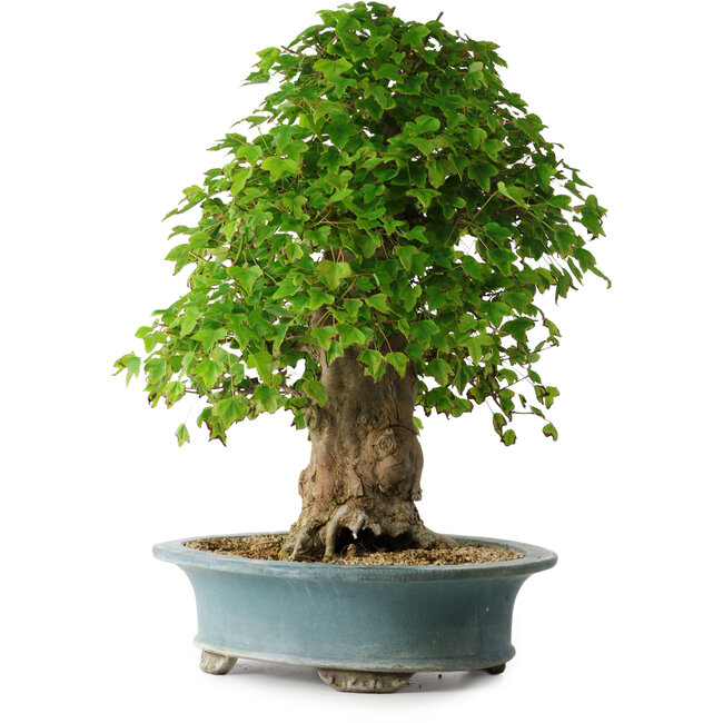 Acer buergerianum, 53 cm, ± 35 jaar oud, met een nebari van 16 cm