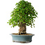 Acer buergerianum, 53 cm, ± 35 años, con un nebari de 16 cm