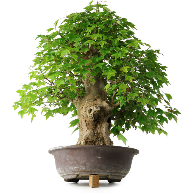 Acer buergerianum, 54 cm, ± 35 jaar oud, met een nebari van 17,5 cm