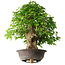 Acer buergerianum, 54 cm, ± 35 años, con un nebari de 17,5 cm