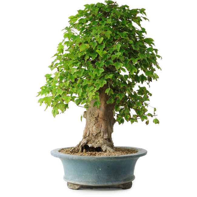 Acer buergerianum, 53 cm, ± 35 años, con un nebari de 16 cm