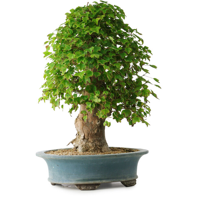 Acer buergerianum, 53 cm, ± 35 jaar oud, met een nebari van 16 cm