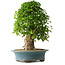 Acer buergerianum, 53 cm, ± 35 años, con un nebari de 16 cm