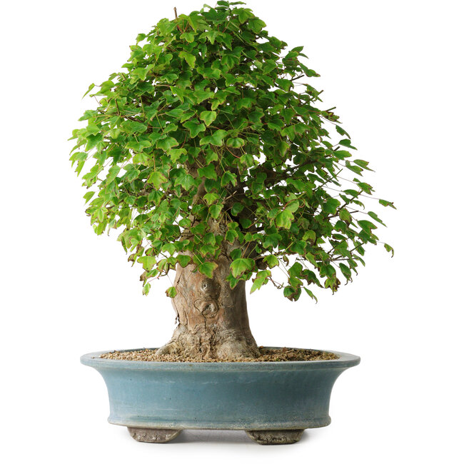 Acer buergerianum, 53 cm, ± 35 jaar oud, met een nebari van 16 cm