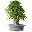 Acer buergerianum, 53 cm, ± 35 años, con un nebari de 16 cm