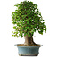 Acer buergerianum, 53 cm, ± 35 años, con un nebari de 16 cm