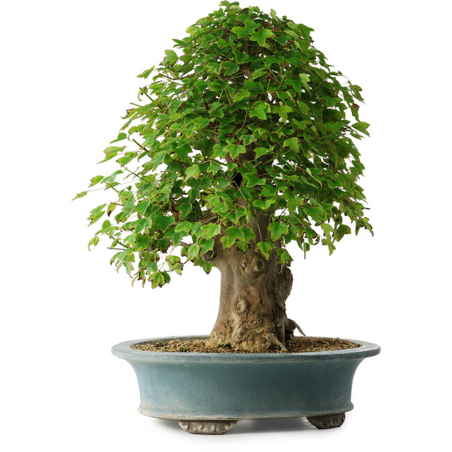 Acer buergerianum, 53 cm, ± 35 anni, con un nebari di 16 cm