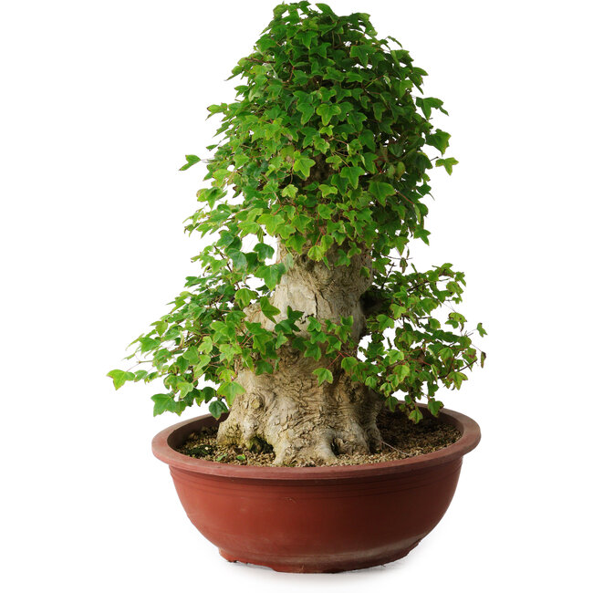 Acer buergerianum, 59 cm, ± 35 jaar oud, met een nebari van 26,5 cm