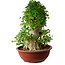 Acer buergerianum, 59 cm, ± 35 años, con un nebari de 26,5 cm