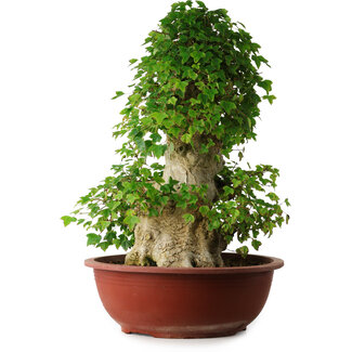 Acer buergerianum, 59 cm, ± 35 años