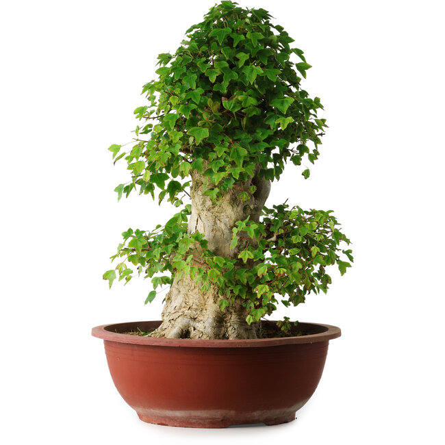 Acer buergerianum, 59 cm, ± 35 years old, with a nebari of 26,5 cm