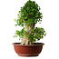 Acer buergerianum, 59 cm, ± 35 años, con un nebari de 26,5 cm