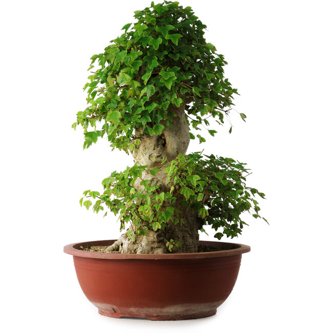 Acer buergerianum, 59 cm, ± 35 years old, with a nebari of 26,5 cm