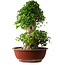 Acer buergerianum, 59 cm, ± 35 años, con un nebari de 26,5 cm