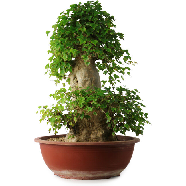 Acer buergerianum, 59 cm, ± 35 ans, avec un nebari de 26,5 cm