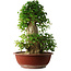 Acer buergerianum, 59 cm, ± 35 años, con un nebari de 26,5 cm