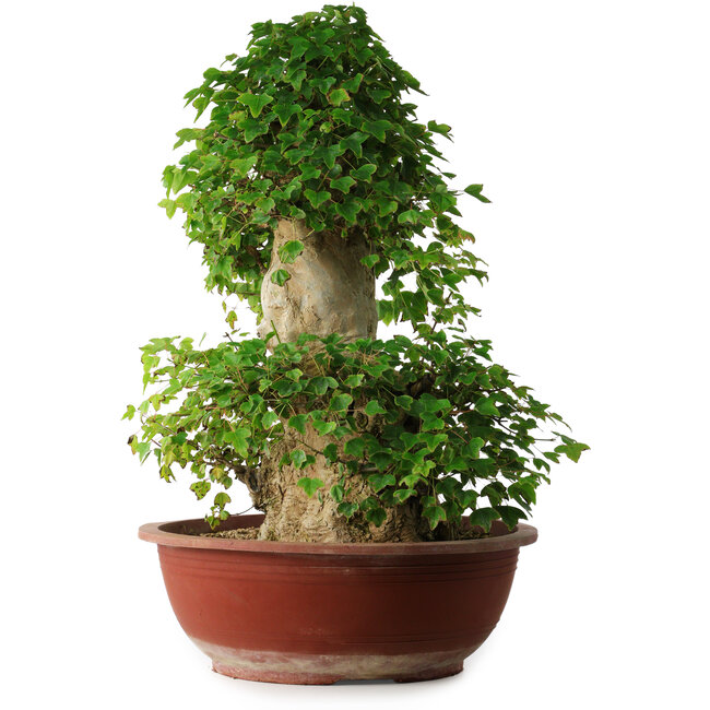 Acer buergerianum, 59 cm, ± 35 años, con un nebari de 26,5 cm