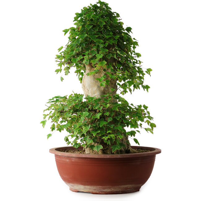 Acer buergerianum, 59 cm, ± 35 years old, with a nebari of 26,5 cm