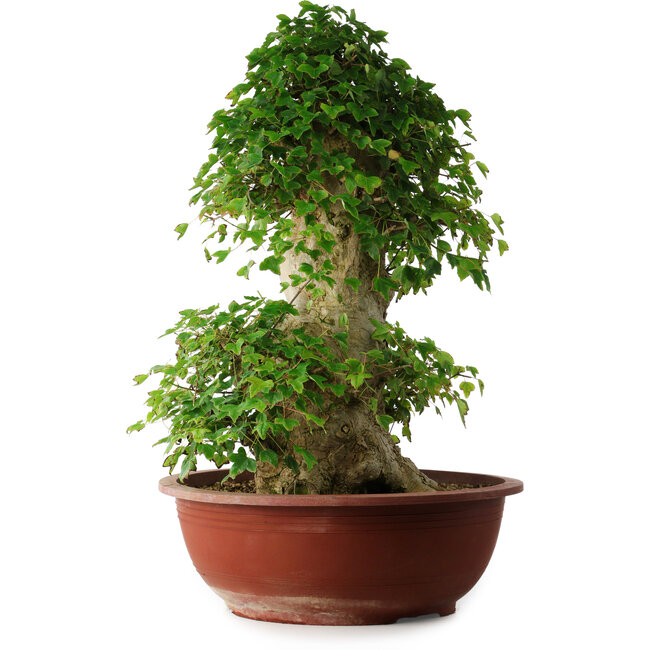 Acer buergerianum, 59 cm, ± 35 anni, con un nebari di 26,5 cm